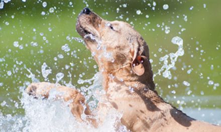 Safety Advice For Your Dog in the Summer Sun