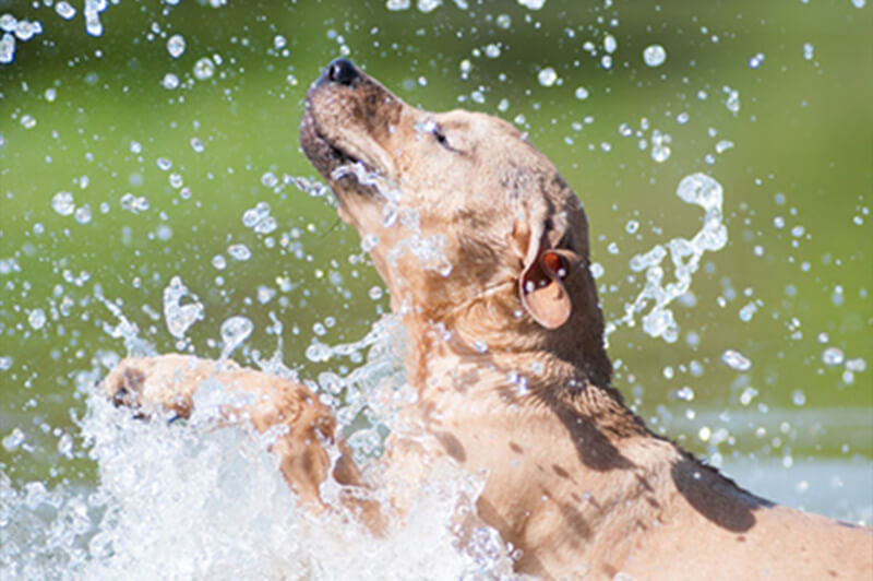 Safety Advice For Your Dog in the Summer Sun
