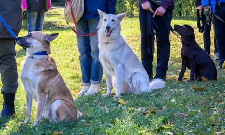 5 Common Myths About Electronic Dog Training Collars