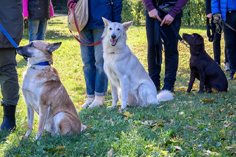 5 Common Myths About Electronic Dog Training Collars