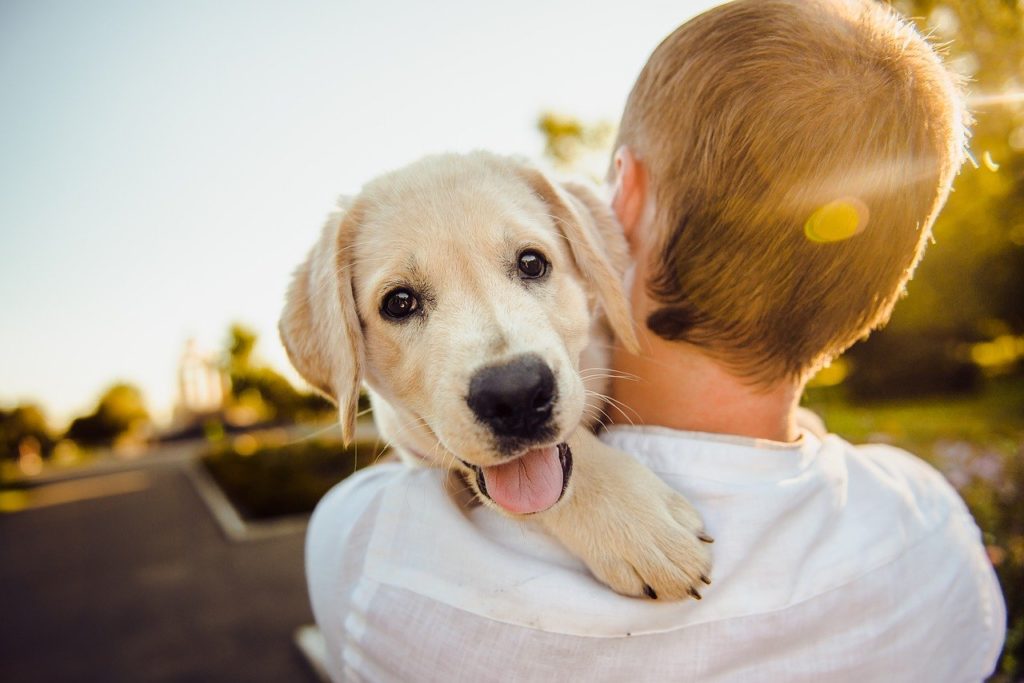 A happy dog on his owners shoulder