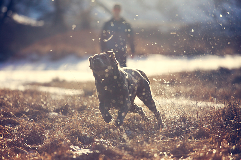 How to Stop Dog Chasing with an E Collar