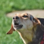 How to Use an Educator E-Collar to Prevent Excessive Barking
