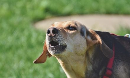 How to Use an Educator E-Collar to Prevent Excessive Barking