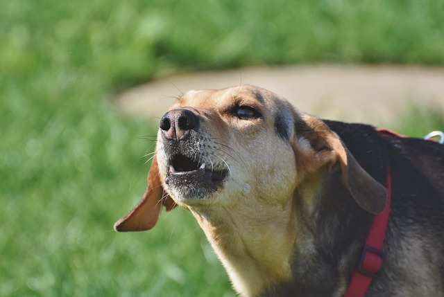 How to Use an Educator E-Collar to Prevent Excessive Barking