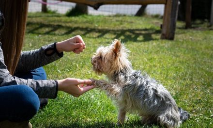 How to Use the Tone Feature on an Educator E-Collar for Command Reinforcement