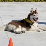How to Use the Tone Feature on an Educator E-Collar for Command Reinforcement