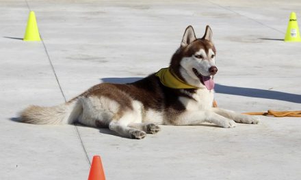 How to Use the Tone Feature on an Educator E-Collar for Command Reinforcement