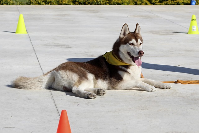 How to Use the Tone Feature on an Educator E-Collar for Command Reinforcement