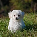 How to Use an Educator E-Collar to Prevent Excessive Barking