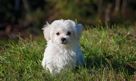How to Use an Educator E-Collar to Prevent Excessive Barking