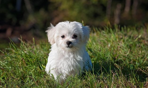 How to Use an Educator E-Collar to Prevent Excessive Barking