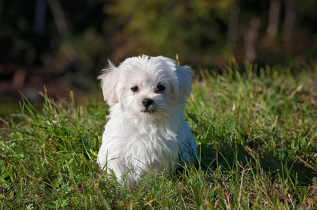 How to Use an Educator E-Collar to Prevent Excessive Barking