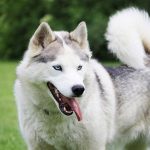 How to Adjust E-Collar Stimulation Levels Based on Your Dog’s Sensitivity