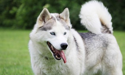 How to Adjust E-Collar Stimulation Levels Based on Your Dog’s Sensitivity