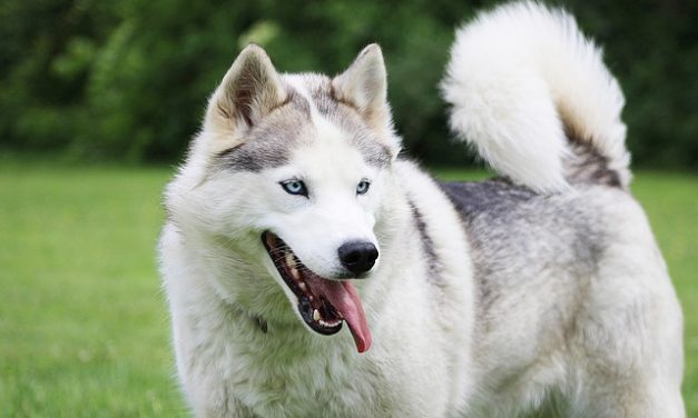 How to Adjust E-Collar Stimulation Levels Based on Your Dog’s Sensitivity