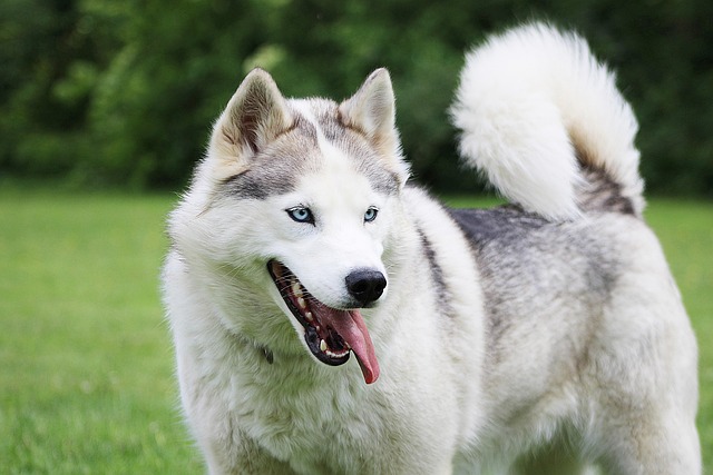 How to Adjust E-Collar Stimulation Levels Based on Your Dog’s Sensitivity