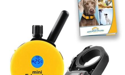 Evolution of Technologies: From Shock Collar to Remote Dog Training Collars