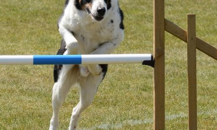 Why Professional Trainers Prefer the Educator E-Collar