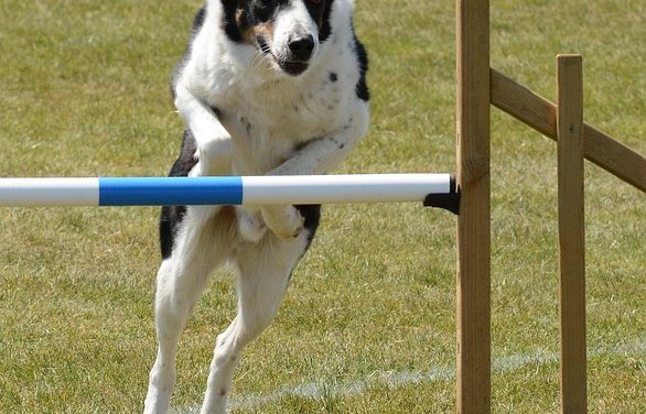 Why Professional Trainers Prefer the Educator E-Collar